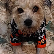 Chewy joined the competition — help win amazing prizes! dog, pet, animal, halloween, costume, ghosts, spider_web, boo, tile_floor, cute, scruffy, fur, paws, lying_down, looking_up, indoors, festive, black_clothing, orange_trim, small_dog