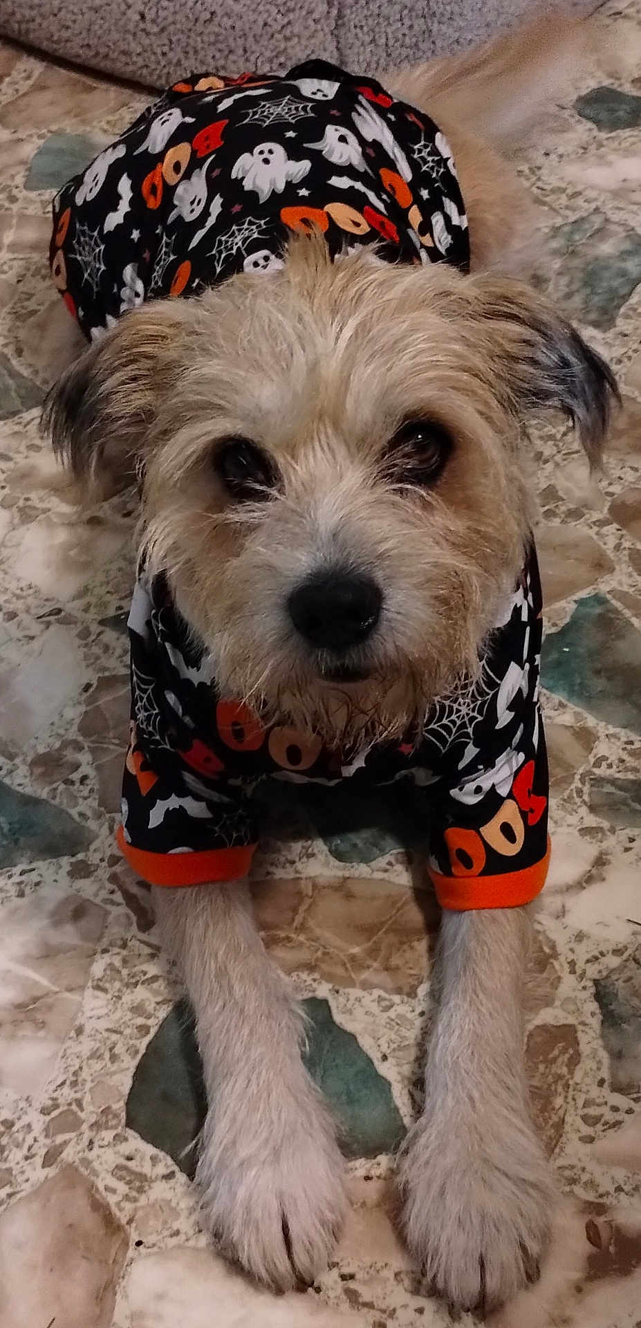 Chewy joined the competition — help win amazing prizes! dog, pet, animal, halloween, costume, ghosts, spider_web, boo, tile_floor, cute, scruffy, fur, paws, lying_down, looking_up, indoors, festive, black_clothing, orange_trim, small_dog