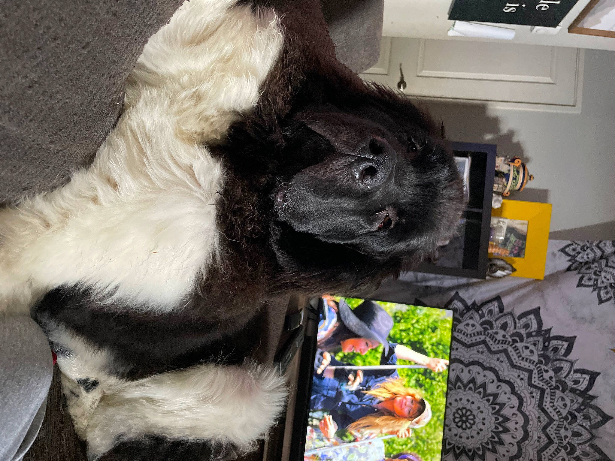 Bear joined the competition — help win amazing prizes! art, claw, companion_dog, dog_breed, domestic_rabbit, ear, fur, gesture, human_leg, livestock, pack_animal, picture_frame, rabbit, rabbits_and_hares, snout, sporting_group, tail, terrestrial_animal, whiskers, working_animal