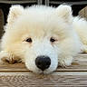 dog, white_dog, fluffy, fur, lying_down, close_up, pet, animal, black_nose, ears, eyes, portrait, wooden_deck, outdoor, patio, relaxed, cute, canine, white_fur, photography