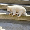 Caïpi a rejoint le concours — aidez-le/la à gagner de superbes lots ! puppy, dog, sleeping, white_fur, fluffy, small_dog, canine, animal, pet, paws, paw_pads, closed_eyes, relaxed, outdoor, concrete, stairs, steps, sunlight, shadow, cute