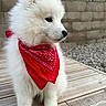 Caïpi participe au concours pour gagner de l'argent avec cette photo : puppy, dog, white_fur, fluffy, red_bandana, pet, canine, portrait, outdoor, wooden_deck, brick_wall, standing, profile, black_nose, dark_eyes, cute, small_dog, fur, animal, backyard