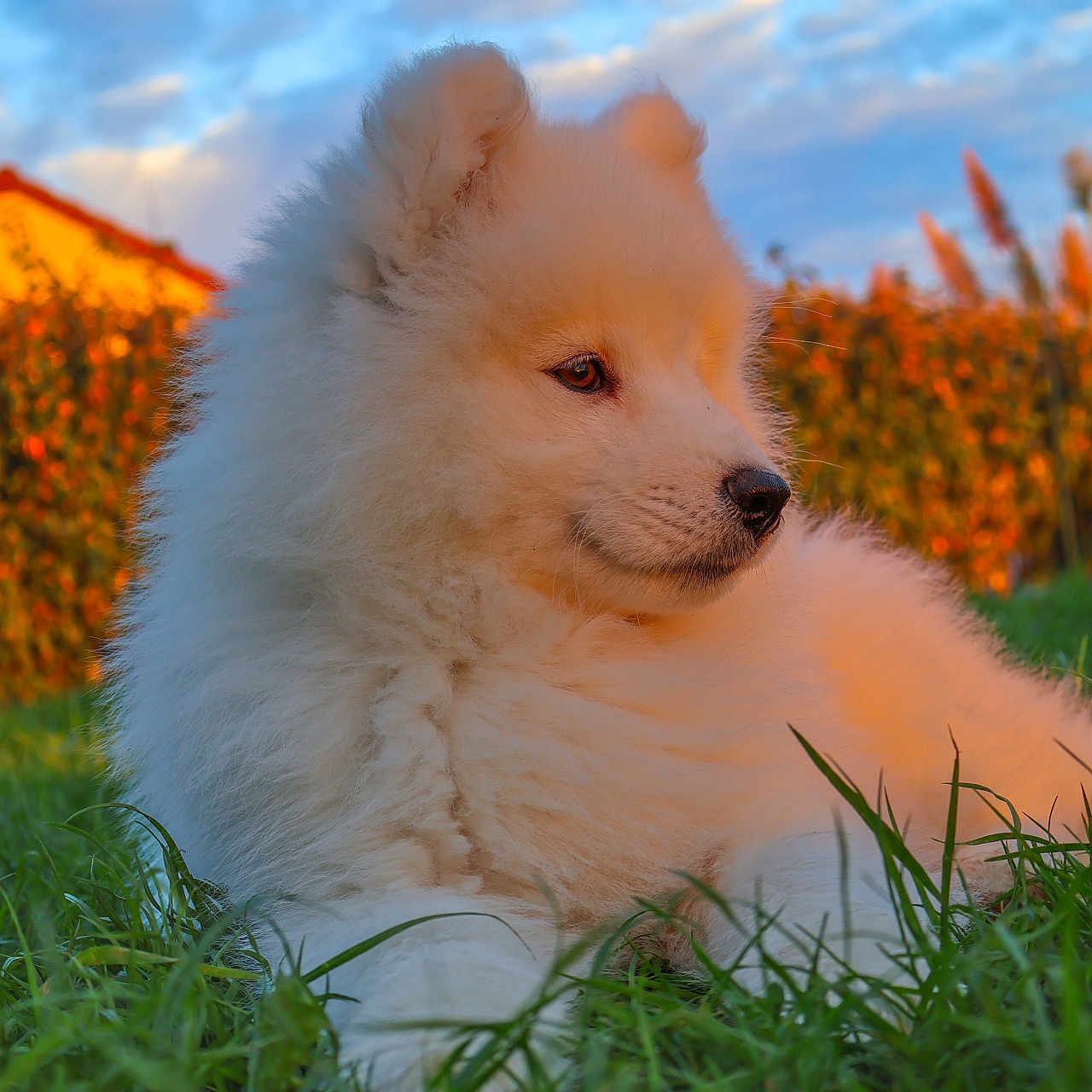 Caïpi participe au concours pour gagner de l'argent avec cette photo : dog, puppy, white_fur, fluffy, outdoor, grass, nature, sunset, golden_hour, blue_sky, clouds, portrait, close_up, sitting, side_profile, animal, pet, adorable, soft_lighting, landscape