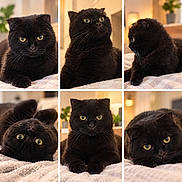 Romy a rejoint le concours — aidez-le/la à gagner de superbes lots ! black_cat, cat, collage, portrait, close_up, fluffy, fur, green_eyes, yellow_eyes, whiskers, round_face, sitting, lying_down, resting, blanket, bed, indoor, warm_lighting, pet, cute