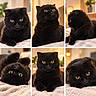 black_cat, cat, collage, portrait, close_up, fluffy, fur, green_eyes, yellow_eyes, whiskers, round_face, sitting, lying_down, resting, blanket, bed, indoor, warm_lighting, pet, cute
