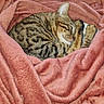 cat, sleeping, blanket, soft, cozy, fur, striped, pet, resting, relaxed, indoor, warm, cute, animal, feline, comfort, paw, snuggled, texture, nap