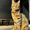 Uno participe au concours pour gagner de l'argent avec cette photo : cat, tabby, green_eyes, sitting, sunlight, indoor, floor, tile_floor, whiskers, fur, tail, ears, pet, animal, domestic_cat, curious, shadow, cabinet, furniture, bright_light