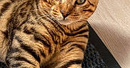 Uno a rejoint le concours — aidez-le/la à gagner de superbes lots ! abyssinian, animal, cat, egyptiancat, hardwood, kitten, manx, mat, ocelot, person, pet, sleeping, stainedwood, wood