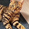 Uno a rejoint le concours — aidez-le/la à gagner de superbes lots ! abyssinian, animal, cat, egyptiancat, hardwood, kitten, manx, mat, ocelot, person, pet, sleeping, stainedwood, wood