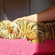 Uno participe au concours pour gagner de l'argent avec cette photo : cat, tabby, striped, pet, animal, fur, whiskers, paw, carpet, red, sunlight, shadow, hand, human, relaxed, indoor, resting, closeup, cozy, comfort