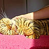 cat, tabby, striped, pet, animal, fur, whiskers, paw, carpet, red, sunlight, shadow, hand, human, relaxed, indoor, resting, closeup, cozy, comfort