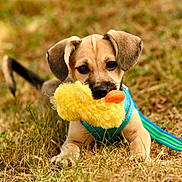 Lola is registered to the contest to win money with this photo: puppy, dog, grass, toy, yellow_duck, blue_harness, animal, pet, cute, outdoor, playful, young_dog, brown_puppy, lying_down, nature, fur, ears, muzzle, leash, summer