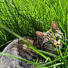 cat, tabby_cat, grass, greenery, outdoor, nature, animal, pet, feline, whiskers, ears, eyes, sunlight, shadow, flora, closeup, curious, resting, wildlife, daylight
