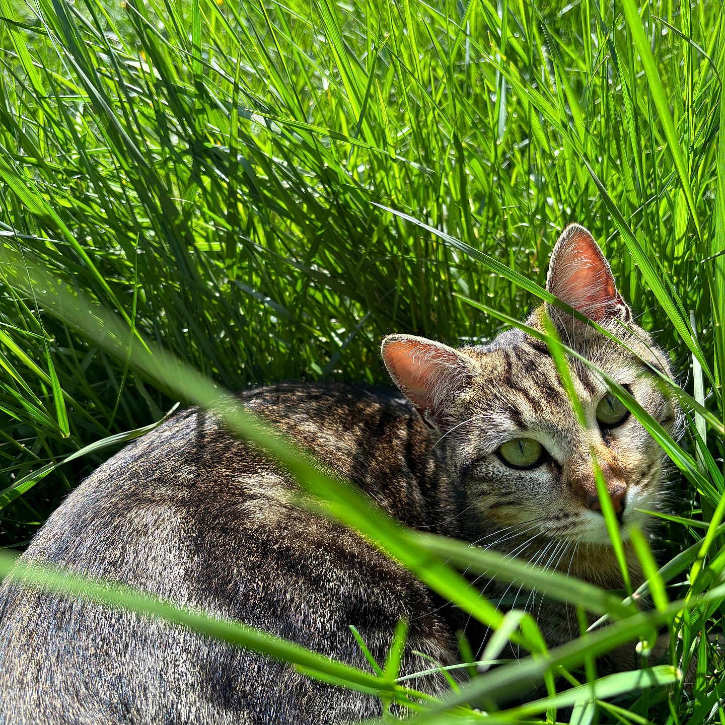 Uzi a rejoint le concours — aidez-le/la à gagner de superbes lots ! cat, tabby_cat, grass, greenery, outdoor, nature, animal, pet, feline, whiskers, ears, eyes, sunlight, shadow, flora, closeup, curious, resting, wildlife, daylight