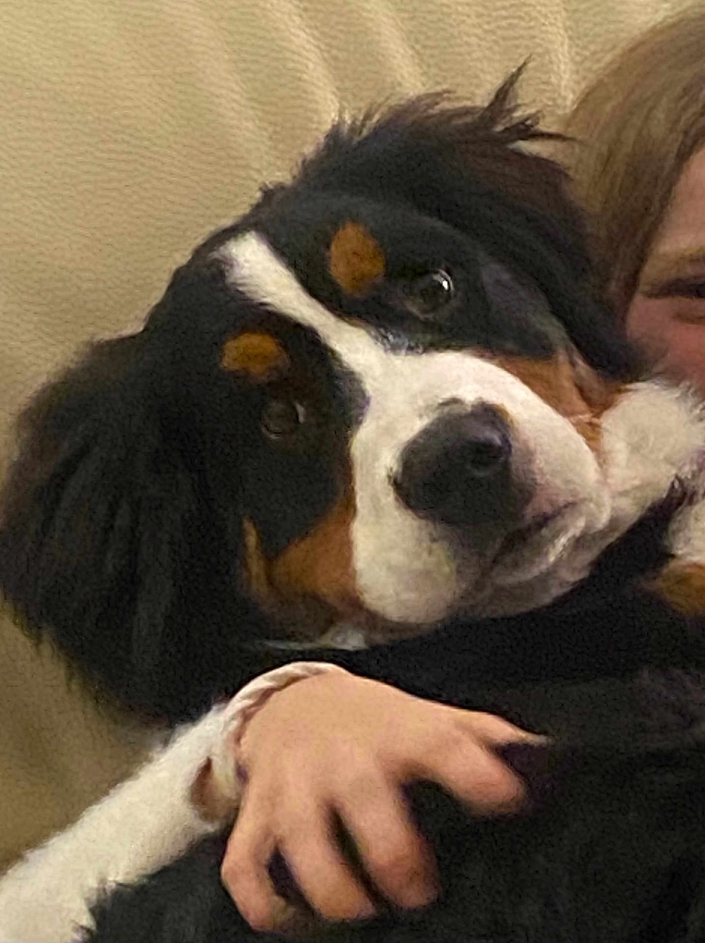 Alaska participe au concours pour gagner de l'argent avec cette photo : dog, bernese_mountain_dog, pet, close_up, couch, indoor, person, hand, hug, affection, fur, black, white, brown, face, animal, companion, cozy, portrait, friendly