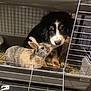 puppy, dog, rabbit, bunny, cage, pet, animal, fur, cute, indoor, curious, friendship, companion, hay, litter_box, closeup, mammal, young, adorable, domestic
