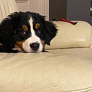 Alaska participe au concours pour gagner de l'argent avec cette photo : dog, puppy, bernese_mountain_dog, couch, leather, indoor, pet, animal, resting, black, white, brown, fur, ears, nose, face, lying_down, home, cozy, relaxed