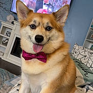 Fox joined the competition — help win amazing prizes! dog, bow_tie, tongue_out, couch, blanket, living_room, television, furniture, home_interior, pet, sitting, cute, happy, canine, domestic_animal, fur, ears, nose, tongue, indoor