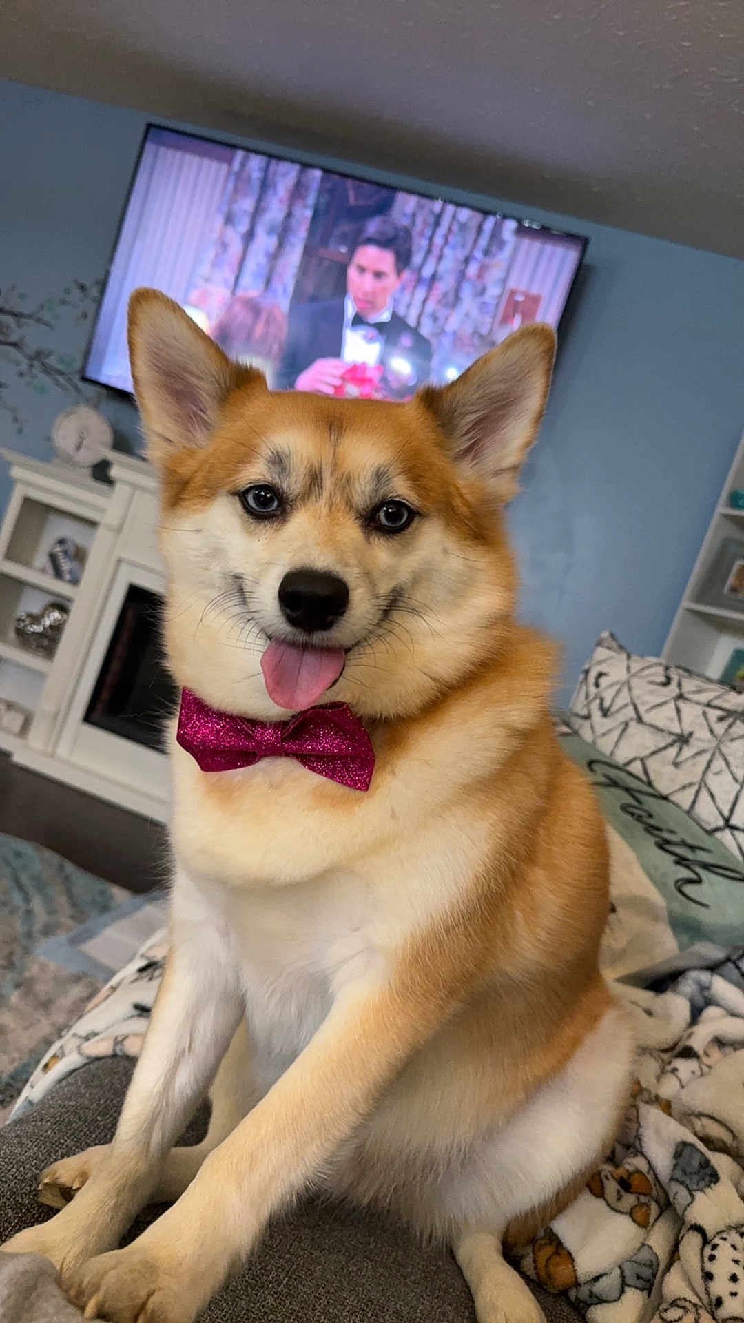 Fox joined the competition — help win amazing prizes! dog, bow_tie, tongue_out, couch, blanket, living_room, television, furniture, home_interior, pet, sitting, cute, happy, canine, domestic_animal, fur, ears, nose, tongue, indoor
