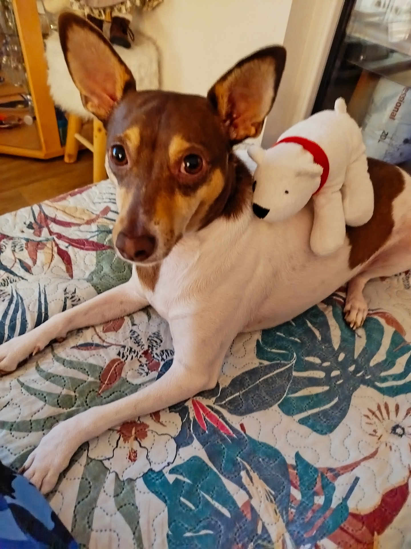 Kiro a rejoint le concours — aidez-le/la à gagner de superbes lots ! dog, stuffed_animal, quilt, indoor, ears, brown, white, pet, animal, fur, toy, lying_down, curious, cozy, floor, furniture, home, relaxed, companion, closeup