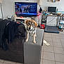 Adèle a rejoint le concours — aidez-le/la à gagner de superbes lots ! canine, clock, coat, computer_monitor, couch_armrest, curious, desk, dog, dog_bed, floor_lamp, furniture, household_items, indoor, living_room, pet, pictures_on_wall, puppy, sofa, television, tiles