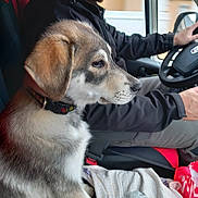 Adèle participe au concours pour gagner de l'argent avec cette photo : animal, beard, car_interior, cigarette, clothing, collar, companion, dog, driver, jacket, man, pet, puppy, road_trip, seat, side_view, steering_wheel, travel, window, young_dog