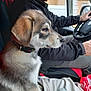 animal, beard, car_interior, cigarette, clothing, collar, companion, dog, driver, jacket, man, pet, puppy, road_trip, seat, side_view, steering_wheel, travel, window, young_dog