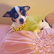 Spottie joined the competition — help win amazing prizes! accessory, animal, blurred, cozy, cushion, cute, dog, domestic_animal, ears, fashion, fur, furniture, gold_chain, green_sweater, indoor, lying_down, pet, pink, relaxed, small_dog