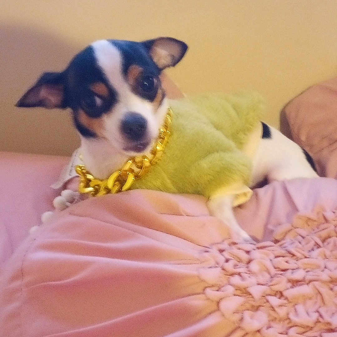 Spottie