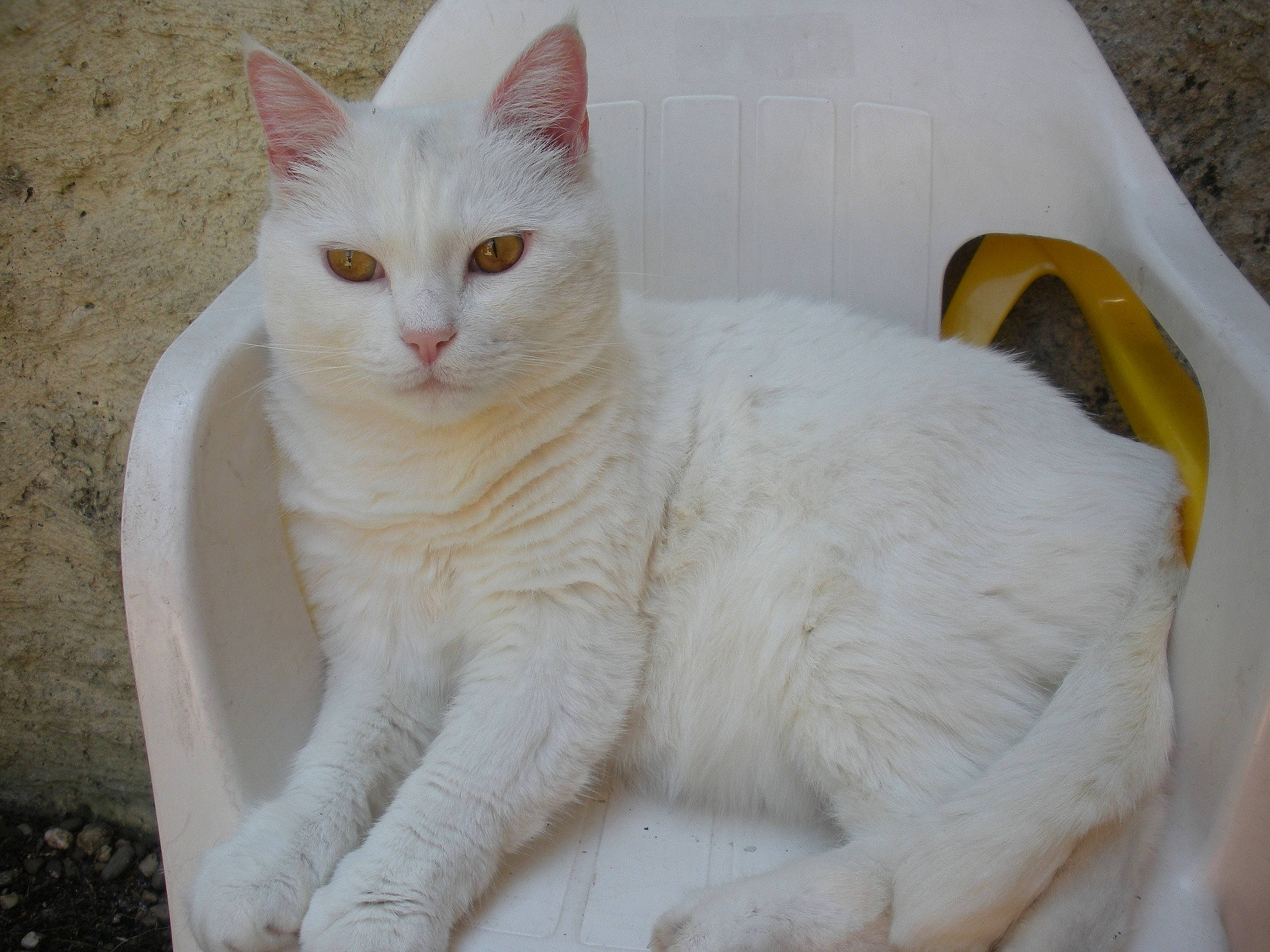 Mouchou participe au concours pour gagner de l'argent avec cette photo : carnivore, cat, cat_supply, domestic_short_haired_cat, felidae, fur, paw, pet_supply, small_to_medium_sized_cats, snout, tail, terrestrial_animal, whiskers, window