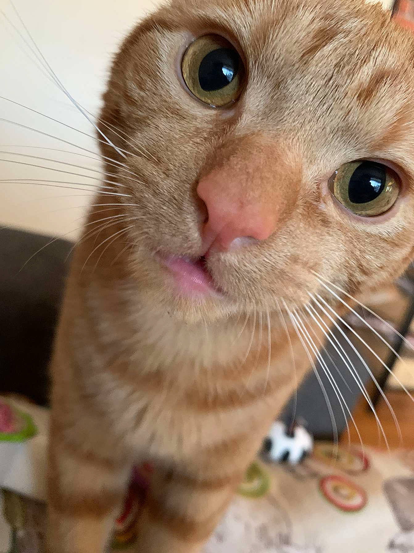 Pichu a rejoint le concours — aidez-le/la à gagner de superbes lots ! carnivore, cat, close_up, curious, domestic_short_haired_cat, eye, eyelash, fawn, felidae, fur, head, iris, mouse, nose, pet_supply, rodent, small_to_medium_sized_cats, snout, terrestrial_animal, whiskers