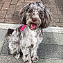 dog, puppy, leash, pink, sidewalk, outdoor, happy, tongue_out, sitting, fur, pet, animal, cute, brown, white, spotty, friendly, small, playful, canine