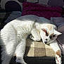 Mimine participe au concours pour gagner de l'argent avec cette photo : cat, white_cat, sleeping, sunlight, pillow, mat, indoor, relaxing, feline, pet, cozy, stretching, fur, paw, black_spot, brown_spot, resting, domestic_cat, quiet, peaceful