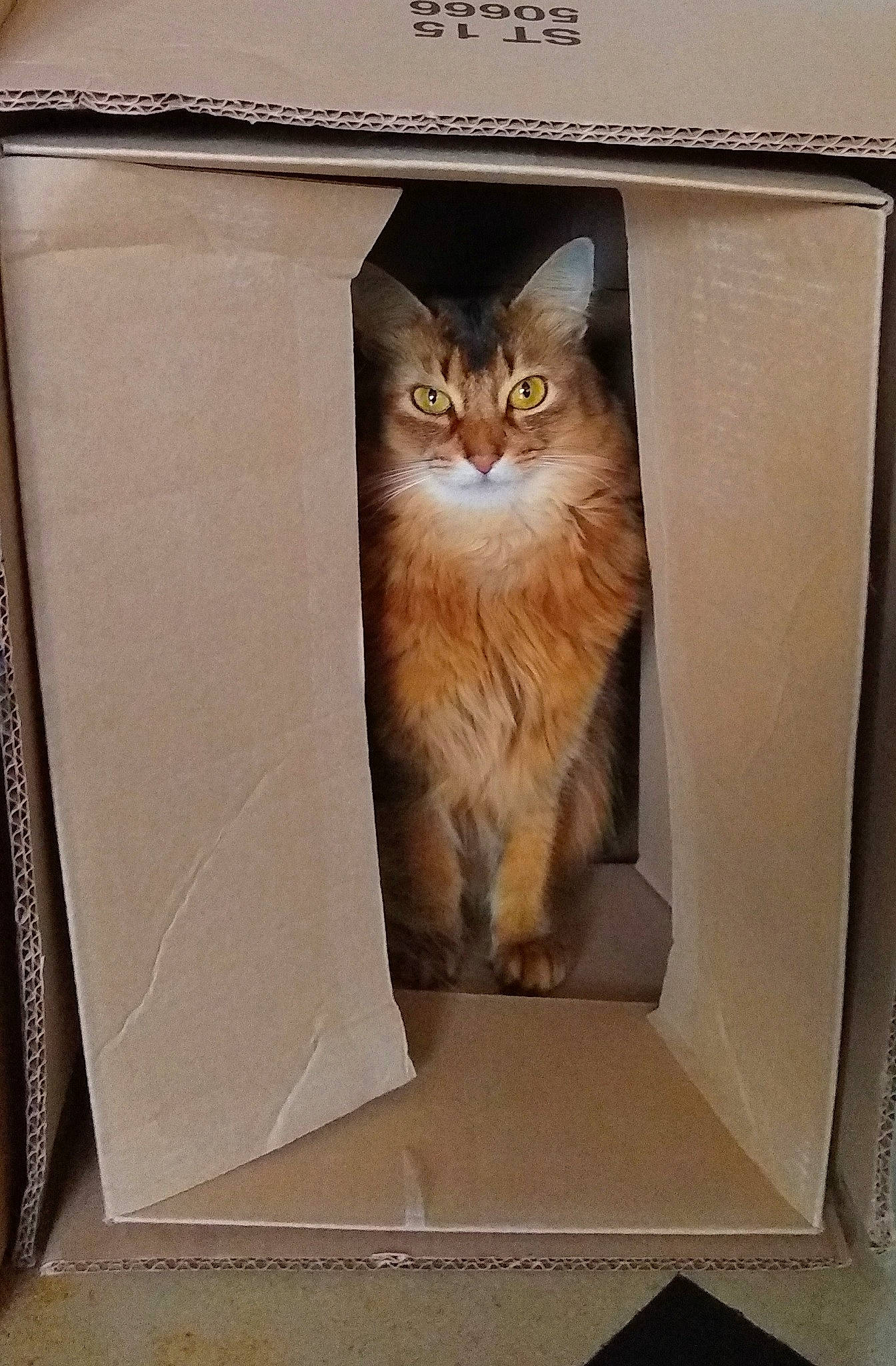 Mariposa a rejoint le concours — aidez-le/la à gagner de superbes lots ! box, cardboard, carnivore, cat, european_shorthair, felidae, kitten, small_to_medium_sized_cats, somali, whiskers