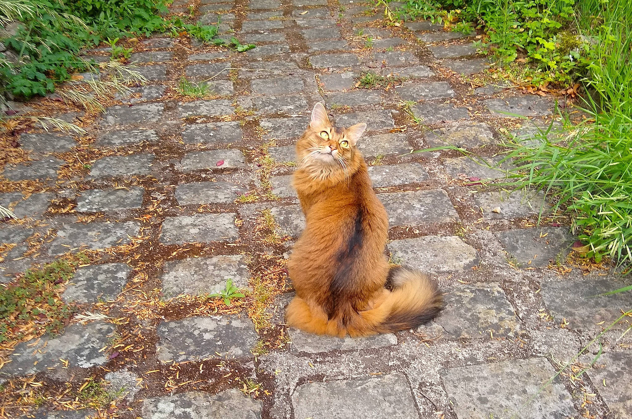 Mariposa a rejoint le concours — aidez-le/la à gagner de superbes lots ! cat, chipmunk, fawn, felidae, fur, grass, squirrel, tail