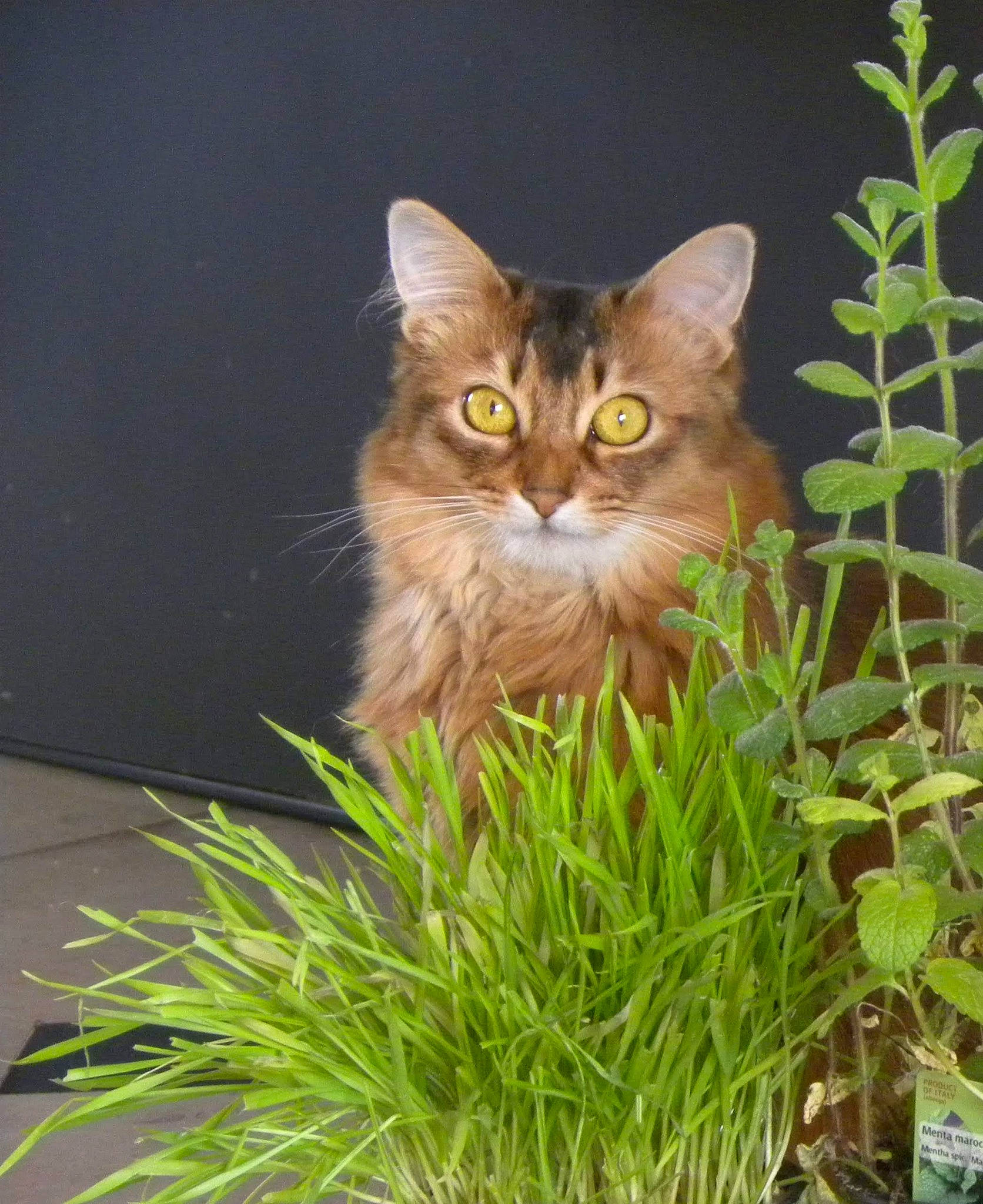 Mariposa participe au concours pour gagner de l'argent avec cette photo : asian_semi_longhair, carnivore, cat, domestic_long_haired_cat, domestic_short_haired_cat, fawn, felidae, grass, grass_family, maine_coon, norwegian_forest_cat, plant, siberian, small_to_medium_sized_cats, somali, tabby_cat, whiskers, wild_cat