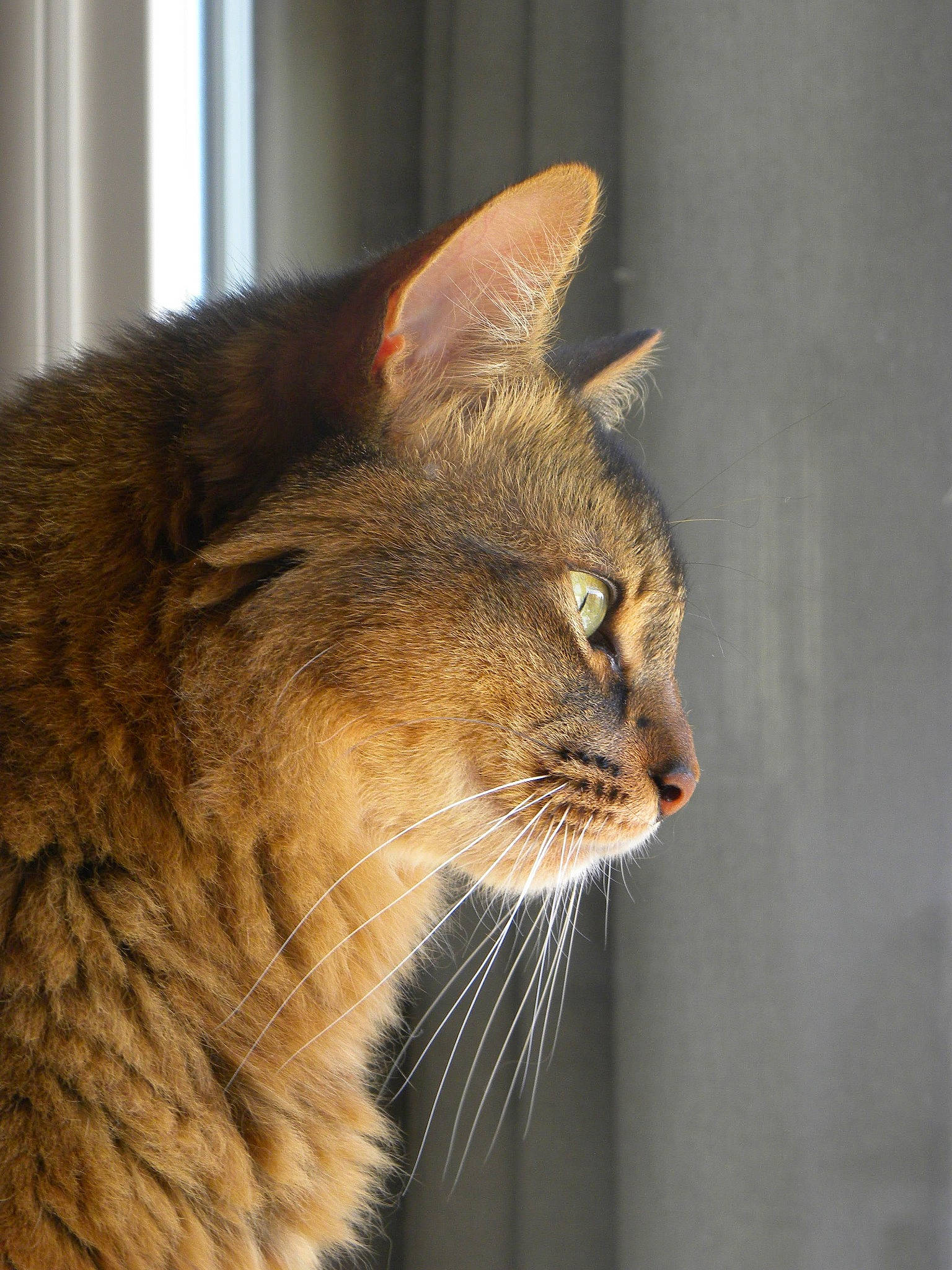 Jingo participe au concours pour gagner de l'argent avec cette photo : asian, carnivore, cat, domestic_short_haired_cat, ear, european_shorthair, fawn, felidae, fur, mammal, small_to_medium_sized_cats, snout, somali, tabby_cat, vertebrate, whiskers, wild_cat