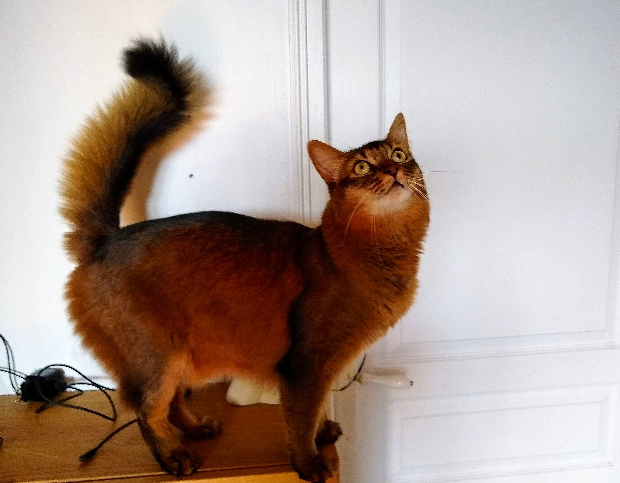 Jingo participe au concours pour gagner de l'argent avec cette photo : abyssinian, asian, carnivore, cat, claw, fawn, felidae, fur, kitten, mammal, small_to_medium_sized_cats, somali, tail, whiskers