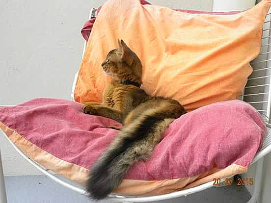 Jingo a rejoint le concours — aidez-le/la à gagner de superbes lots ! asian, carnivore, cat, cat_bed, cat_supply, comfort, domestic_short_haired_cat, dragon_li, european_shorthair, felidae, fur, furniture, kitten, linens, nap, pink, sleep, small_to_medium_sized_cats, tabby_cat, tail