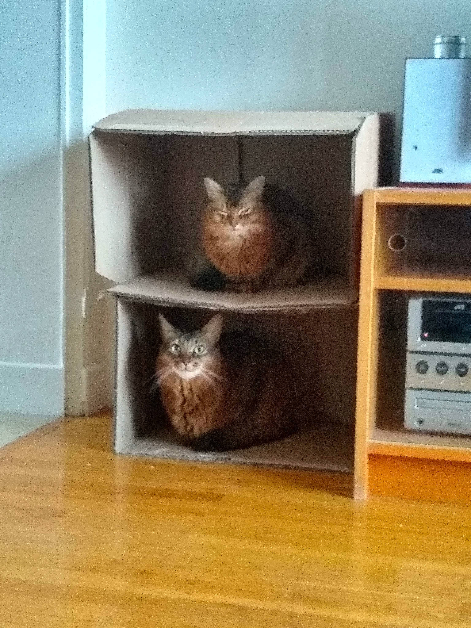 Jingo Et Mariposa participe au concours pour gagner de l'argent avec cette photo : carnivore, cat, cat_supply, cupboard, european_shorthair, felidae, furniture, hardwood, litter_box, room, shelf, shelving, small_to_medium_sized_cats, whiskers, wood