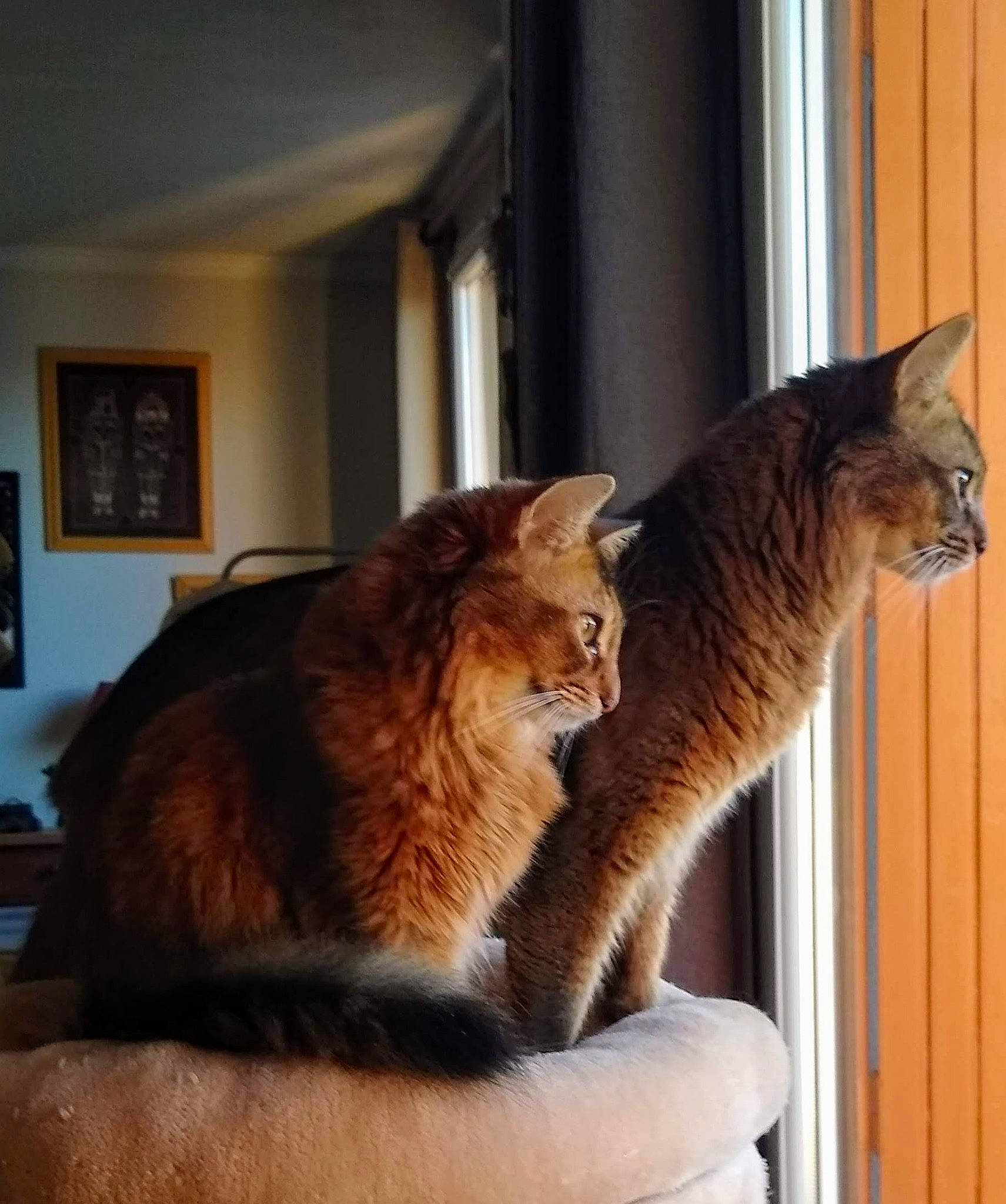 Jingo Et Mariposa participe au concours pour gagner de l'argent avec cette photo : abyssinian, carnivore, cat, domestic_short_haired_cat, european_shorthair, fawn, felidae, mammal, small_to_medium_sized_cats, somali, tabby_cat, tail, whiskers, window