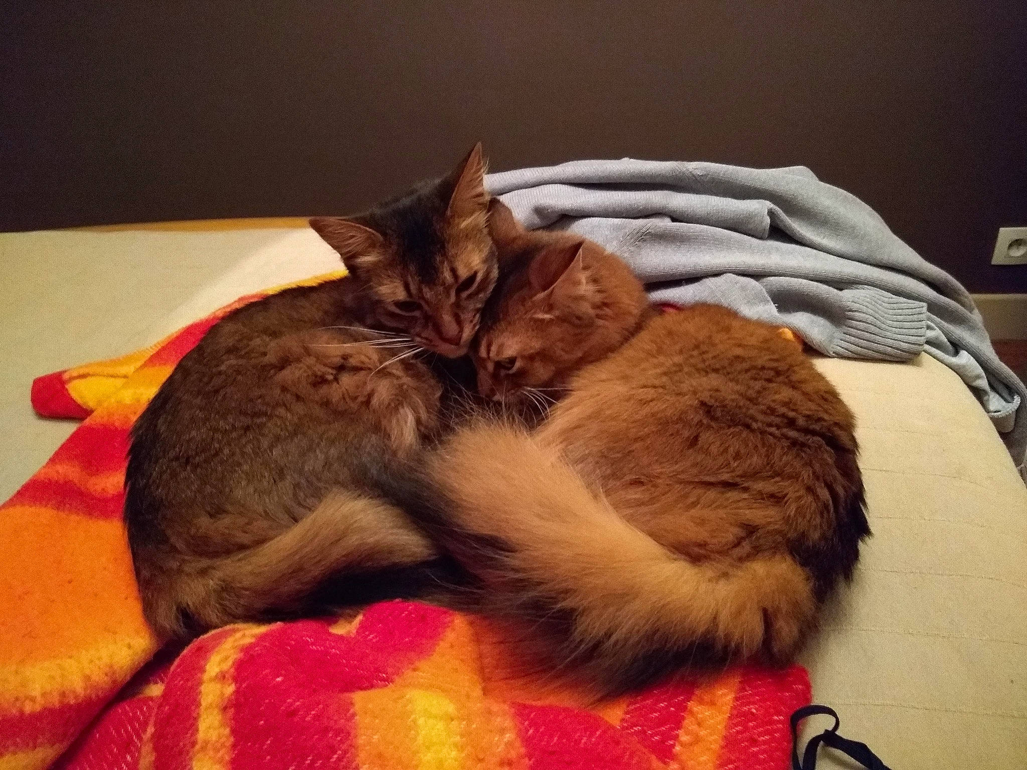 Jingo Et Mariposa a rejoint le concours — aidez-le/la à gagner de superbes lots ! asian, bed, carnivore, cat, cat_bed, comfort, ear, fawn, felidae, fur, furniture, kitten, linens, nap, sleep, small_to_medium_sized_cats, tail, textile, whiskers