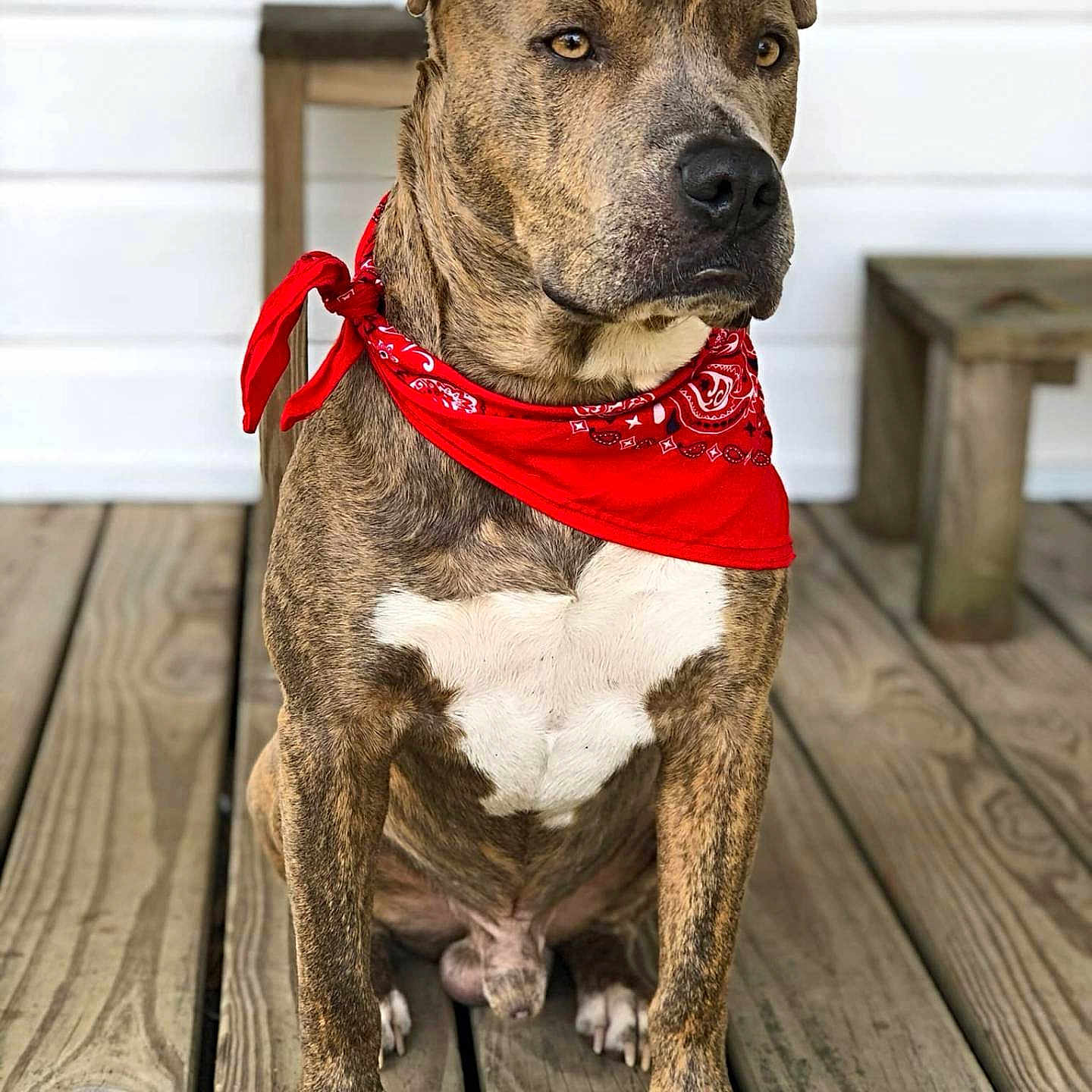 T-Bag joined the competition — help win amazing prizes! animal, bandana, bench, brindle, calm, canine, closeup, dog, ears, eyes, fur, looking_away, nose, outdoor, paw, pet, portrait, red_bandana, sitting, wooden_porch