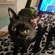 Booba joined the competition — help win amazing prizes! animal, bedroom, black_cat, blanket, cat, close_up, curious, domestic_cat, focus, fur, furniture, indoor, leopard_print, pet, soft_lighting, tail, television, whiskers, window, yellow_eyes