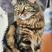 Mia participe au concours pour gagner de l'argent avec cette photo : alert, animal, cat, cat_tree, close_up, cute, domestic_cat, feline, fluffy_fur, indoor, mammal, perch, pet, portrait, sitting, soft_background, striped_fur, tabby, whiskers, yellow_eyes