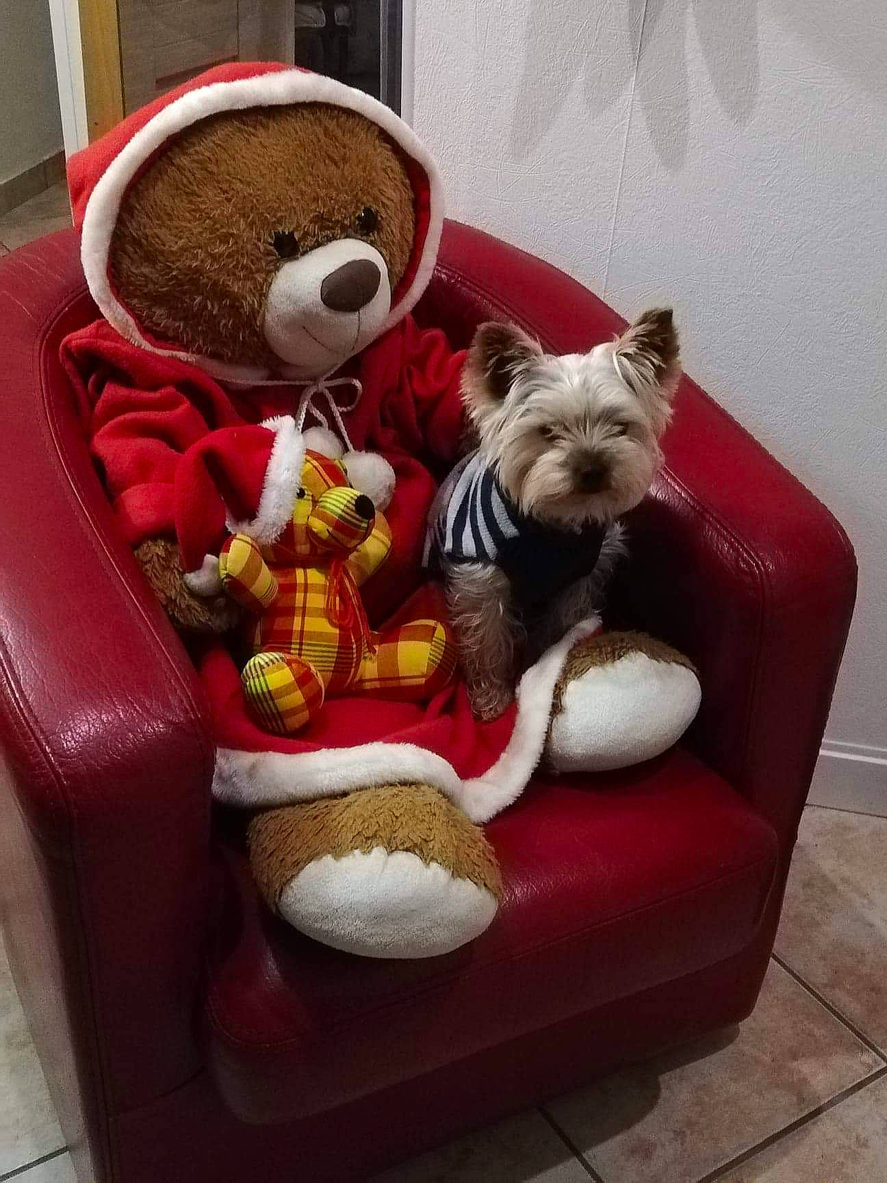 Oreo participe au concours pour gagner de l'argent avec cette photo : carnivore, comfort, companion_dog, couch, dog, dog_breed, dog_clothes, dog_supply, fashion_accessory, fawn, flooring, mammal, snout, stuffed_toy, teddy_bear, terrier, toy, toy_dog, vertebrate, working_animal