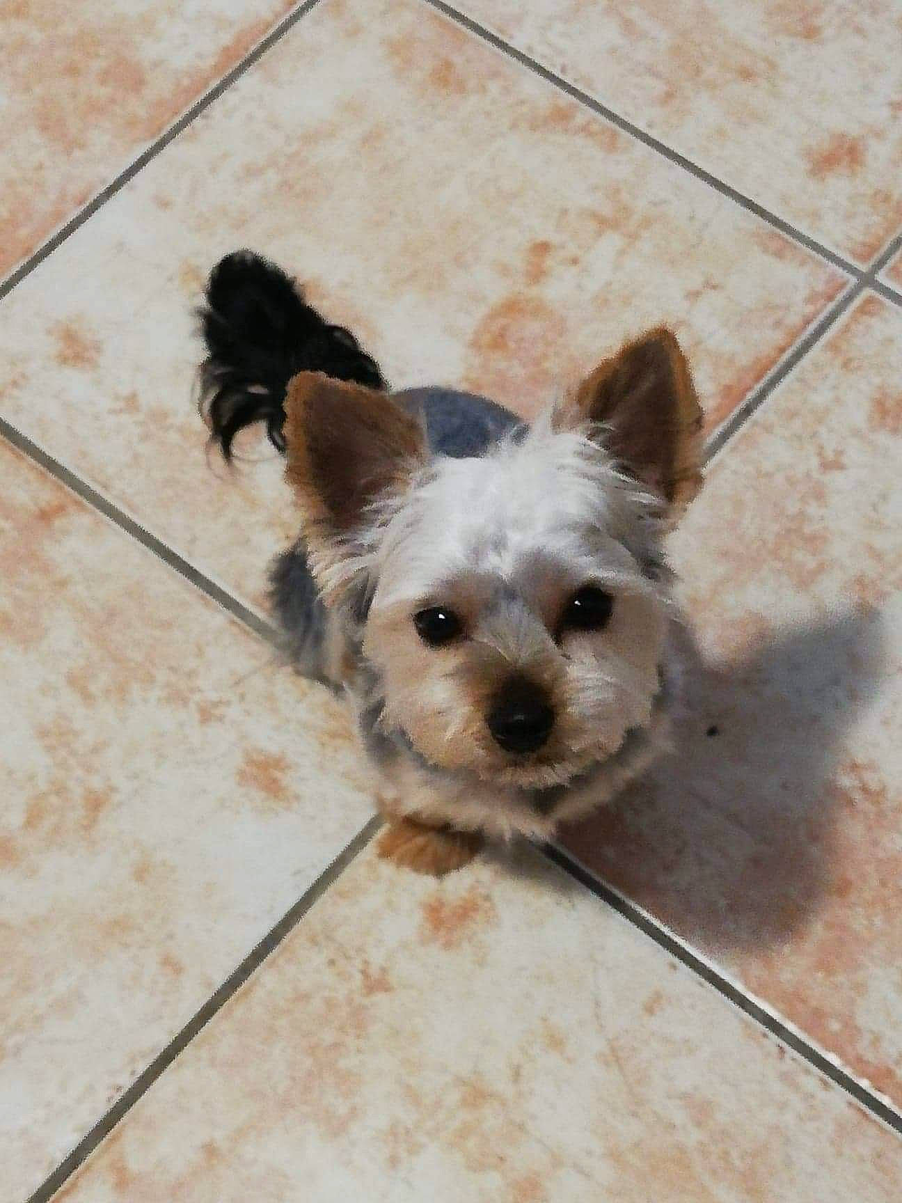 Oreo participe au concours pour gagner de l'argent avec cette photo : biewer_terrier, canidae, carnivore, collar, companion_dog, dog, dog_breed, dog_collar, dog_supply, fawn, flooring, fur, small_terrier, snout, sporting_group, terrestrial_animal, terrier, toy, toy_dog, working_animal