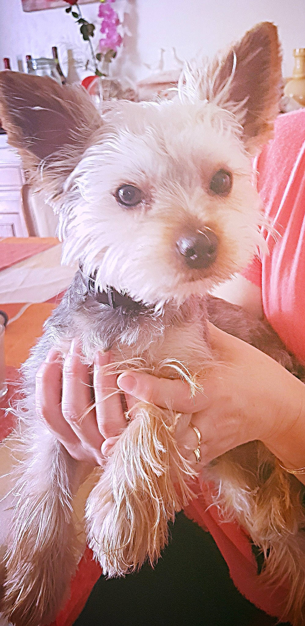 Oreo a rejoint le concours — aidez-le/la à gagner de superbes lots ! canidae, carnivore, collar, companion_dog, dog, dog_breed, dog_clothes, dog_supply, ear, fashion_accessory, fawn, fur, pet_supply, pink, snout, sporting_group, terrestrial_animal, toy_dog, white, working_animal