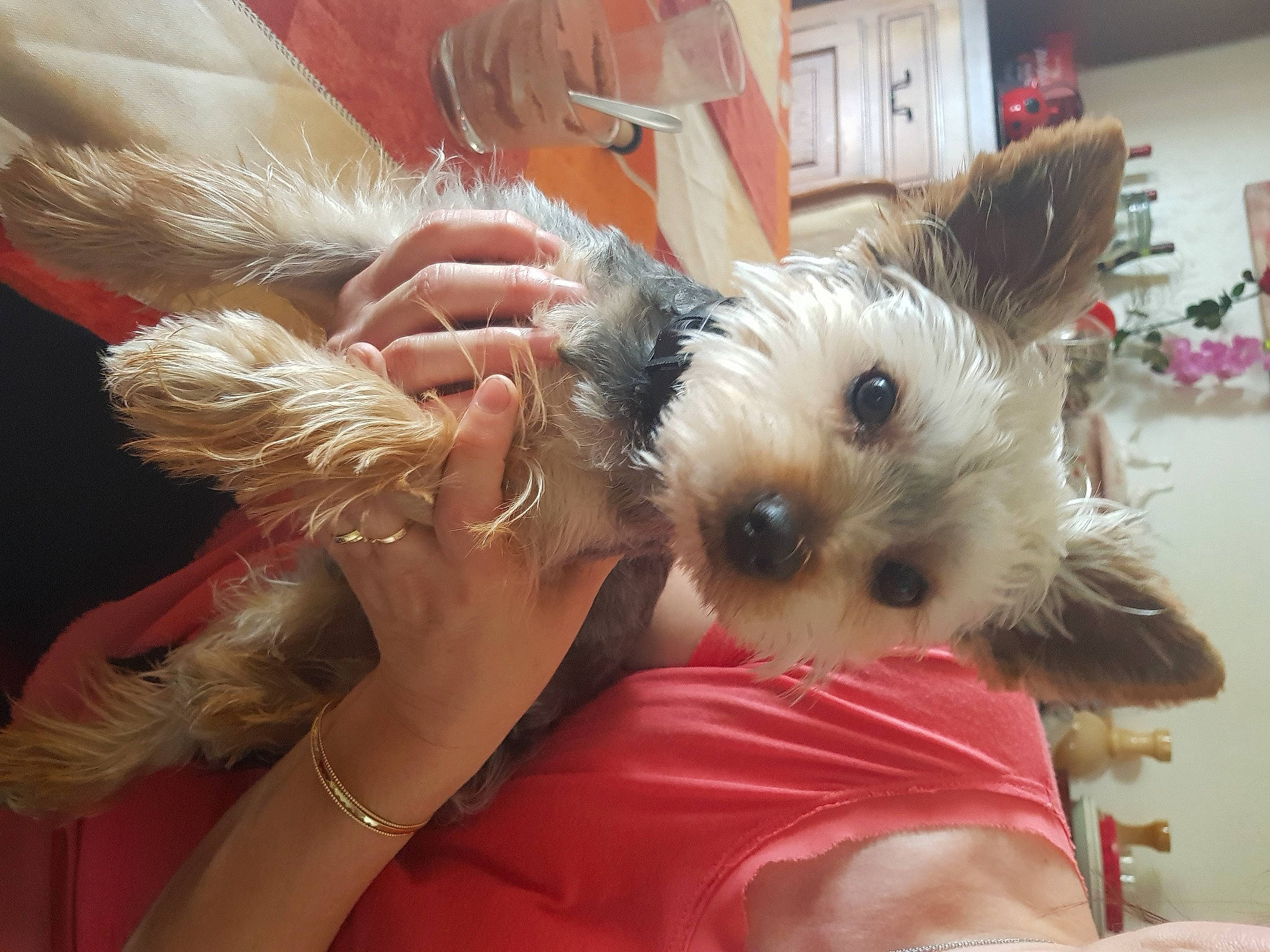 Oreo a rejoint le concours — aidez-le/la à gagner de superbes lots ! blond, canidae, carnivore, companion_dog, dog, dog_breed, dog_clothes, ear, event, fawn, fur, maltepoo, small_terrier, snout, sporting_group, stuffed_toy, terrier, toy, toy_dog, working_animal