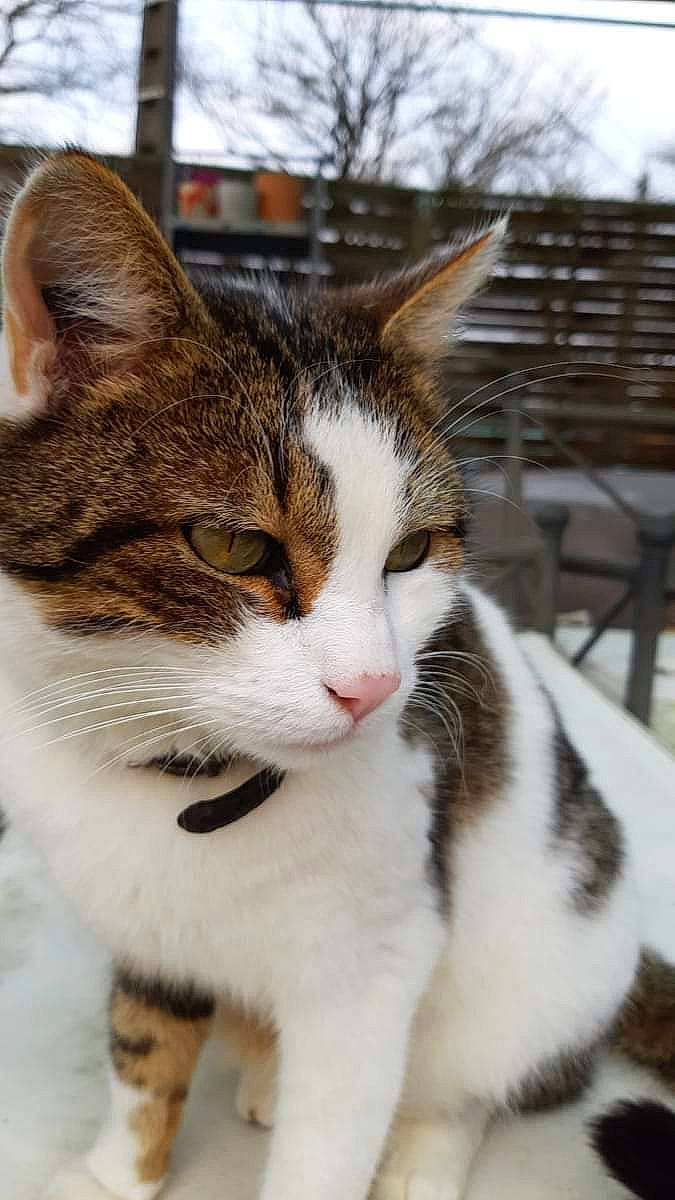 Minou participe au concours pour gagner de l'argent avec cette photo : carnivore, cat, claw, collar, domestic_short_haired_cat, felidae, fur, grass, paw, plant, sitting, small_to_medium_sized_cats, snout, tail, terrestrial_animal, tree, whiskers, window